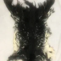 پادری پوست بز