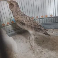 سهره