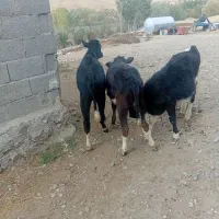 سه‌راس‌گوساله‌ی ماده