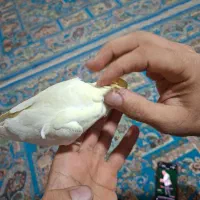 عروس هلندی مولد|پرنده|اسلام‌شهر, شهرک سعیدیه|دیوار