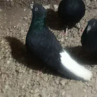 کبوتر دم سفید  آغ قویروغ