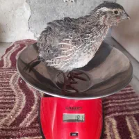 فروش فوری بلدرچین|حیوانات مزرعه|سرپل ذهاب, |دیوار