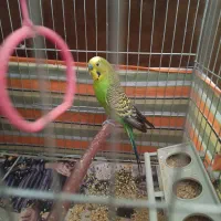 مرغ عشق با قفس و لوازم اضافی