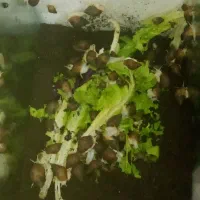 فورش حلزون اچتینا مولد|خزنده|خرمدره, |دیوار