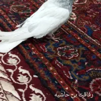 کبوتر زینتی