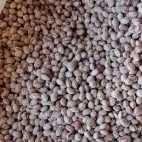 لوبیا سرحد اقلید