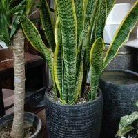 گلفروشی گلهای آپارتمانی|گل و گیاه طبیعی|تهران, وصفنارد|دیوار