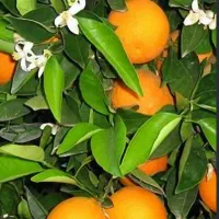 پرتقال کار عزیز  تناژ بیشتر میخوای