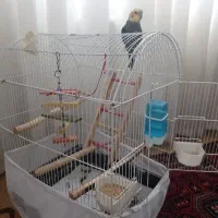 عروس هلندی