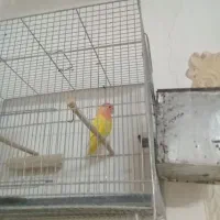 کوتوله گم شده|پرنده|قم, لسانی|دیوار