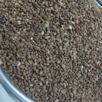 بادام کوهی شیرین و گردو|خوردنی و آشامیدنی|داران, |دیوار