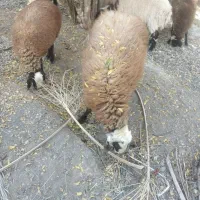 فروش بره قوچ افشاری تخمی|حیوانات مزرعه|ارزوئیه, |دیوار