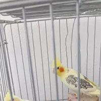 عروس هلندی دوکت پروانه ای با قفس|پرنده|هشتگرد, فاز ۳ مهستان|دیوار