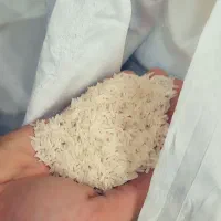 طارم هاشمی