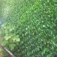 اشپز،منشی،کارگر ساده