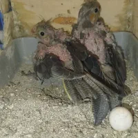 عروس هلندی سرلاکی