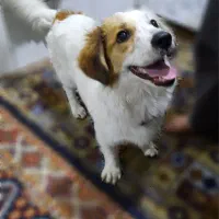 سگ پا کوتاه