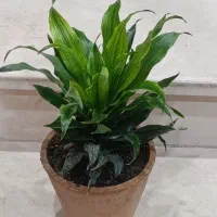 گل کامپکت شیک و زیبا|گل و گیاه طبیعی|کرمانشاه, |دیوار