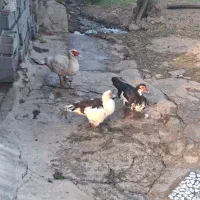 اردک اسراییلی