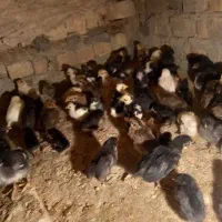 جوجه بومی با گلین