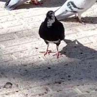 پلنگ|پرنده|کرمان, |دیوار