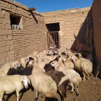 فروش17راس. میش‌عراقی