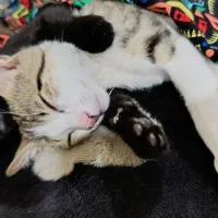 بچه گربه ۴ ماه