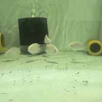 ماهی پرت پلار جفت