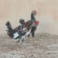 خروس گلین اصل|حیوانات مزرعه|شیراز, داریون|دیوار