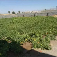 چهاردیواری باغی فقط ۲۰۰ میلیون