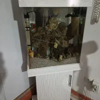 آکواریوم شیشه خم با وسایل|ماهی|صباشهر, |دیوار