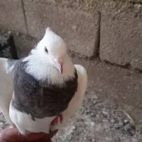 کبوتر طوقی|پرنده|پلدختر, |دیوار