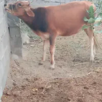 گوساله نر
