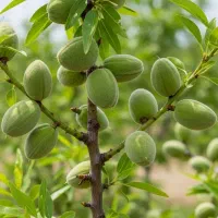 فروش فوری نهال بادام مامایی اصیل و پرمحصول