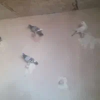 کبوتر بوم