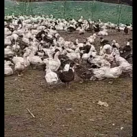 اردک محلی عمده موجوده|حیوانات مزرعه|رضوانشهر, |دیوار