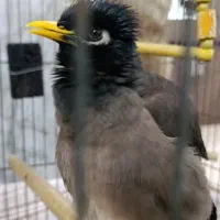 مرغ مینا|پرنده|کرج, شاهینویلا|دیوار