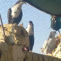 ۵تا زیر خر سفید|پرنده|شیراز, تندگویان|دیوار