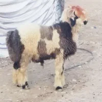 بره قوچ بختیاری