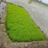 نشاع برنج هاشمی