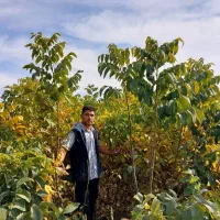 خریدار نهال گردو یکساله