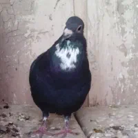 کفتر