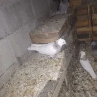 فروش کبوتر رنگی وپلاکی