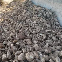 چغندر قند|خدمات باغبانی و درختکاری|تربتحیدریه, قاسم آباد|دیوار