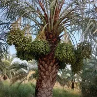 یزد|موبایل|یزد, |دیوار