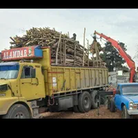 خریداره چوب مرکبات وغیره درباغ|خدمات باغبانی و درختکاری|جهرم, |دیوار