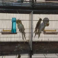 عروس هلندی|پرنده|علیآباد کتول, |دیوار