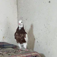 چند عدد کبوتر طوقی جوجه و بزرگ|پرنده|خورموج, |دیوار