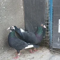 کفتر کرمانی