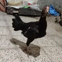 مرغ لاری یه تیغ مشکی تاجمهر